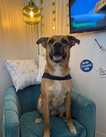 a dog sitting on a chair inside the LeadVision office